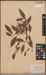 Foto von Salix caprea L.
